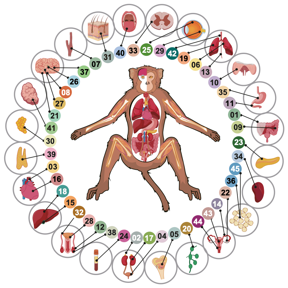 NHPCA: Non-human Primate Single-cell Atlas Database