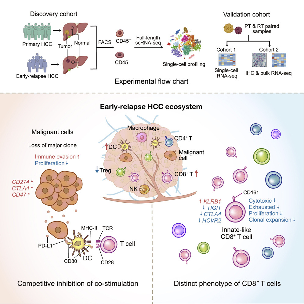PRHCCdb: Database of Tumor Microenviroment in Primary and Relapsed Hepatocellular Carcinoma