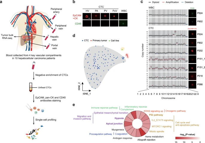 Spatial scCTC db：database of spatial heterogeneity of single circulating tumor cells in hepatocellular