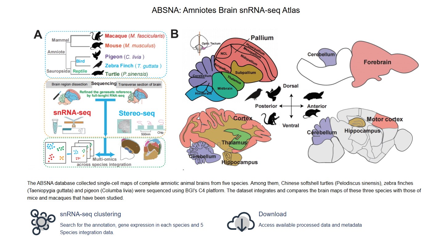 Amniotes Brain snRNA-seq Atlas