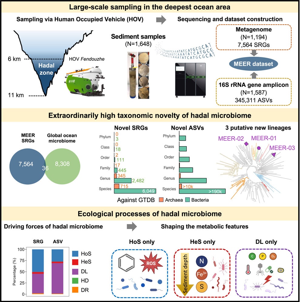 Microbial ecosystems and ecological driving forces in the deepest ocean sediments