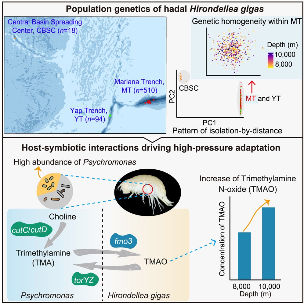 The amphipod genome reveals population dynamics and adaptations to hadal environment