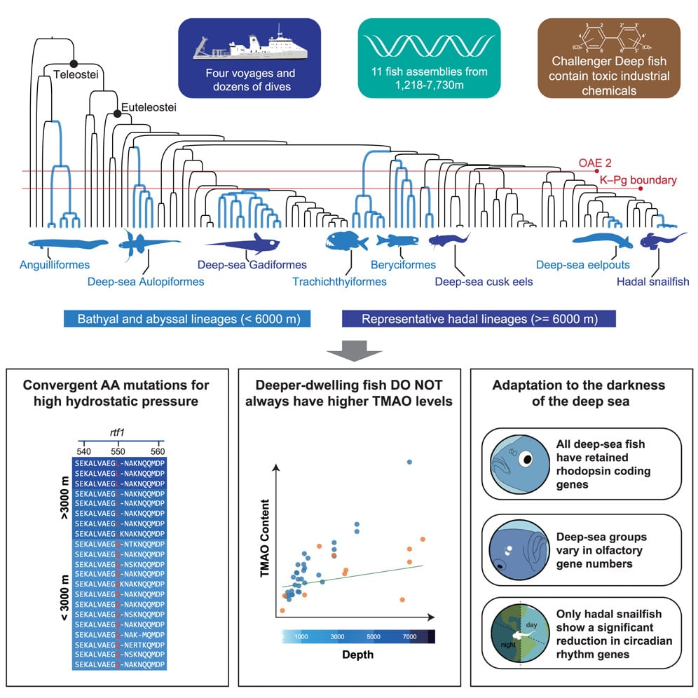 Evolution and genetic adaptation of fishes to the deep sea